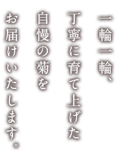 一輪一輪、 丁寧に育て上げた 自慢の菊を お届けいたします。